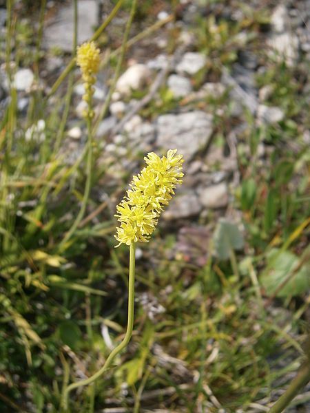 File:Tofieldia calyculata003.jpg