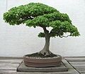 Trident Maple