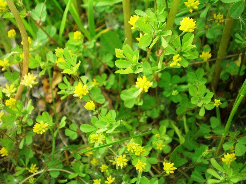 File:Trifolium dubium001.JPG