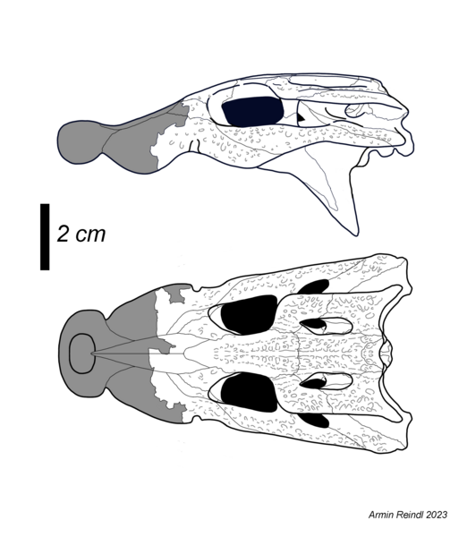 File:Trilophosuchus skull reconstructed.png