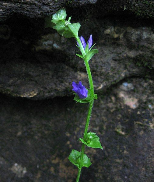 File:Triodanis perfoliata Tennessee.jpg