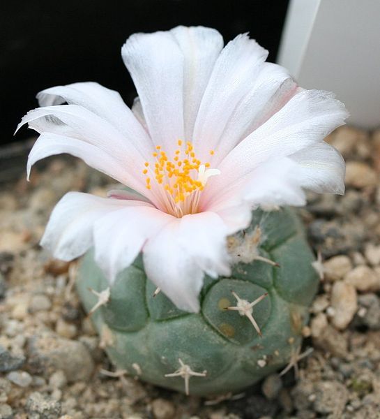 File:Turbinicarpus lophophoroides.jpg