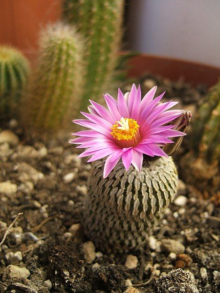 File:Turbinicarpus pseudopectinatus.JPG