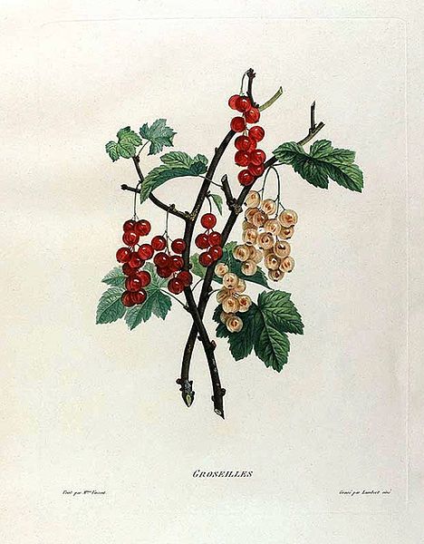 File:Vincent ribes-rubrum-1820.jpg