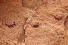 A rock painting depicting swimming people during the African humid period