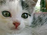 A kitten for you! Thanks for help Balquhidder2013 (talk) 21:03, 12 January 2016 (UTC)