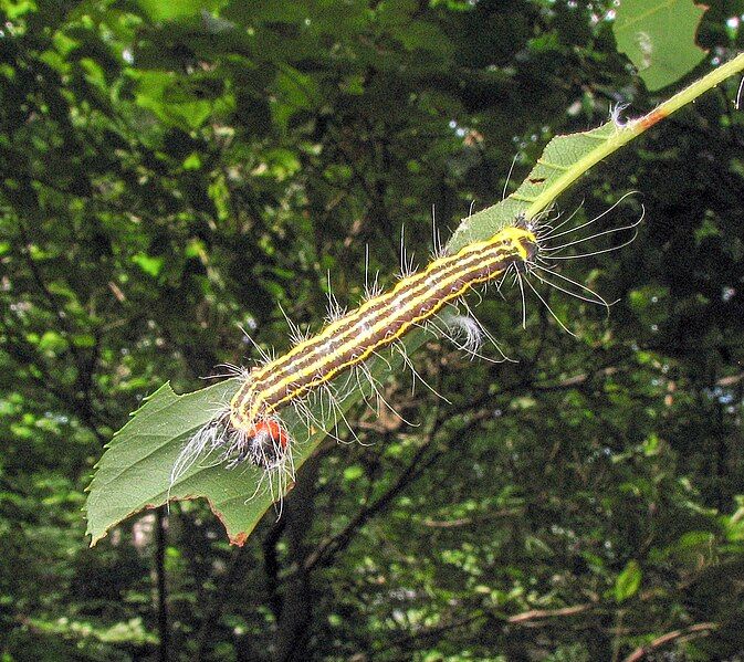 File:Acronicta radcliffei caterpillar.jpg