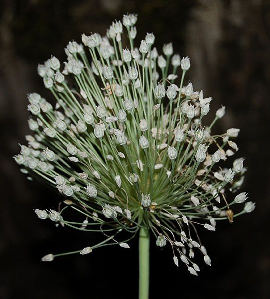 File:Allium-polyanthum-inflo.jpg