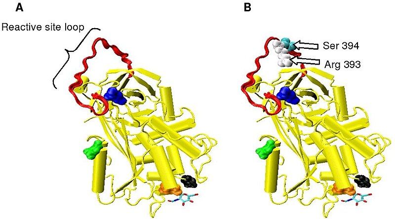 File:Antithrombin 2.jpeg