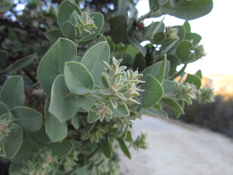 File:Arctostaphylos auriculata.JPG