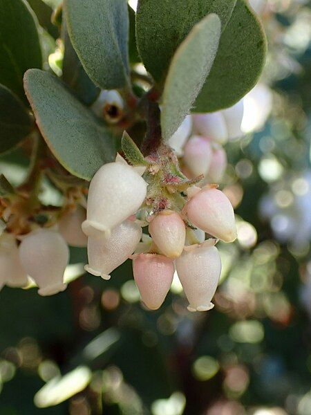 File:Arctostaphylos silvicola.jpg