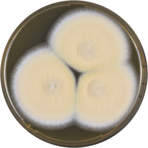 File:Aspergillus nakazawae meaox.png