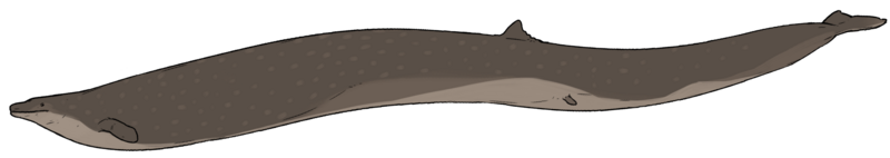 File:Basilosaurus cetoides recon.png