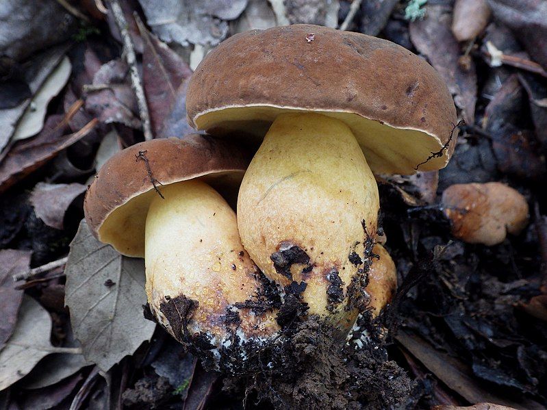 File:Boletus fragrans 459668.jpg