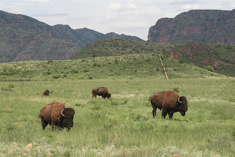 File:Buffalo in Chihuahua.jpg