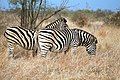 Burchell's zebra