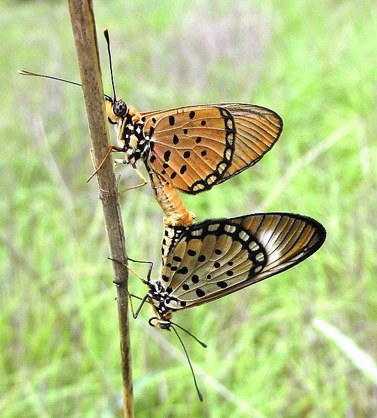 File:Butterfly pair (6689358887).jpg