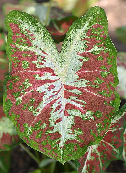 File:Caladium 'Creamsickle' Leaf.JPG