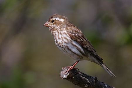 Purple finch, female, by Cephas