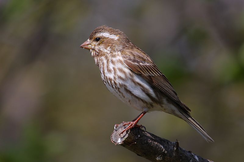 File:Carpodacus purpureus CT4.jpg