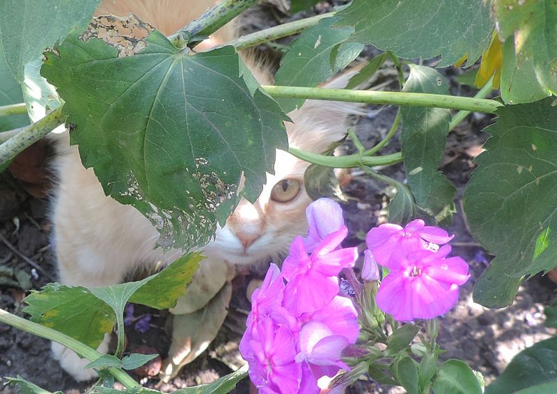 File:Cat in flowers.JPG