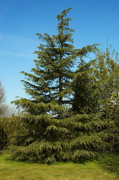 File:Cedrus deodara A.jpg