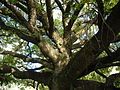 The boughs of a floss silk tree in Rosario, Argentina.