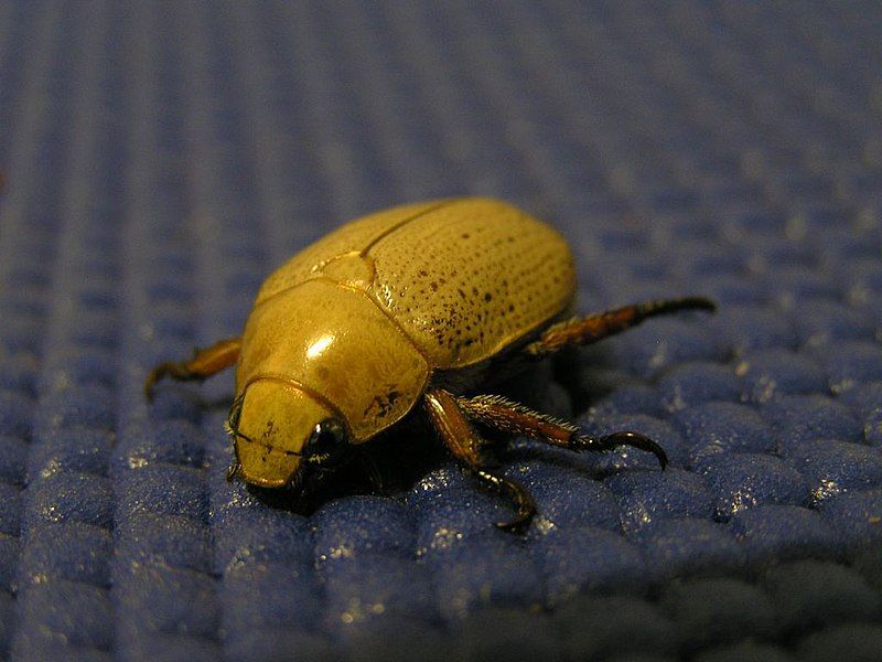 File:Christmas Beetle.jpg