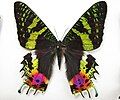 Chrysiridia rhipheus (Uraniidae), the day-flying Madagascan sunset moth, has butterfly-like colours