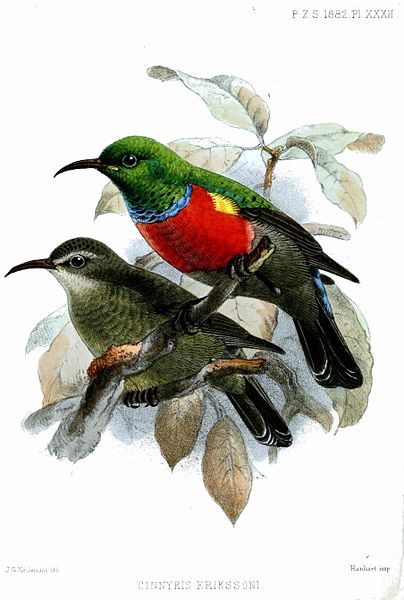 File:CinnyrisErikssoniKeulemans.jpg