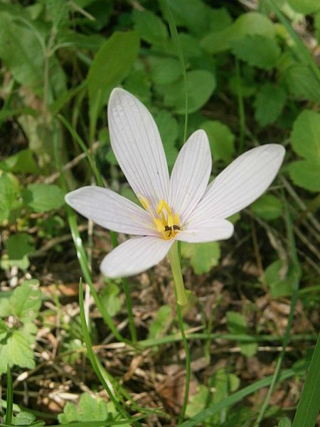 File:Colchicum alpinum 003.JPG