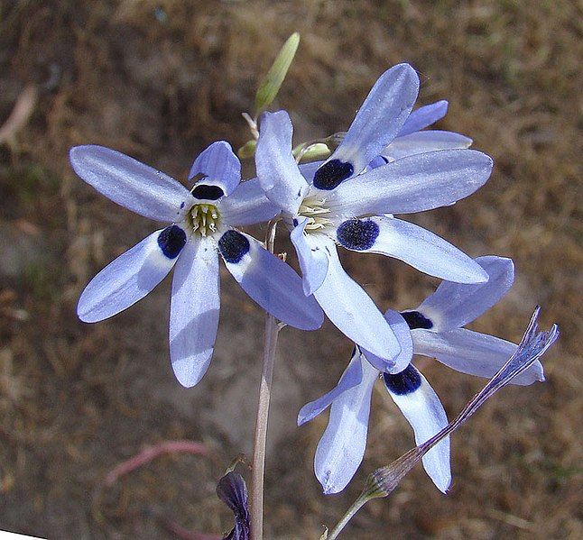 File:Conanthera campanulata (8467139250).jpg