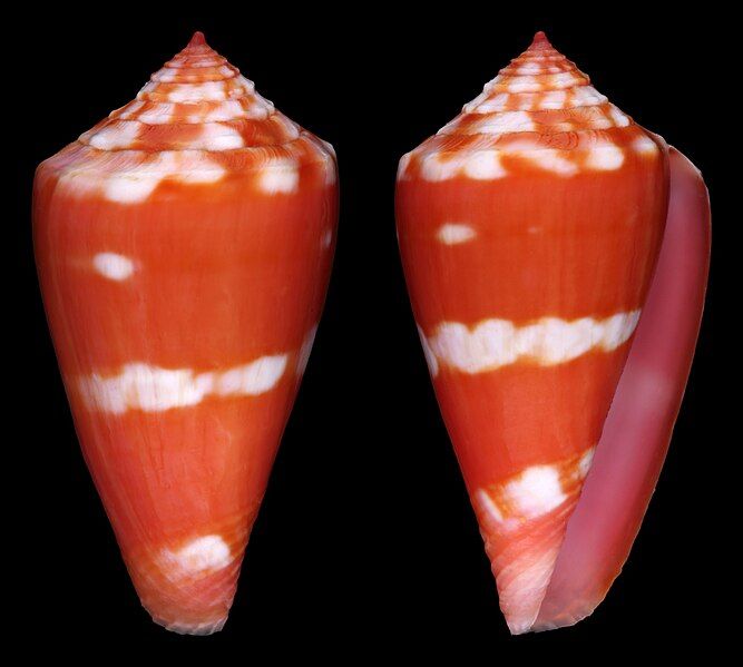 File:Conus lucaya.jpg