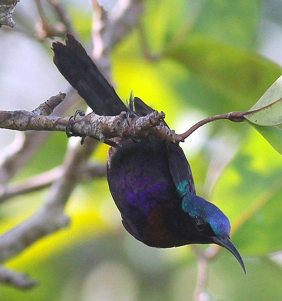 File:Copper-throated Sunbird.jpg