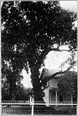 Council Oak at Council Grove (1912)