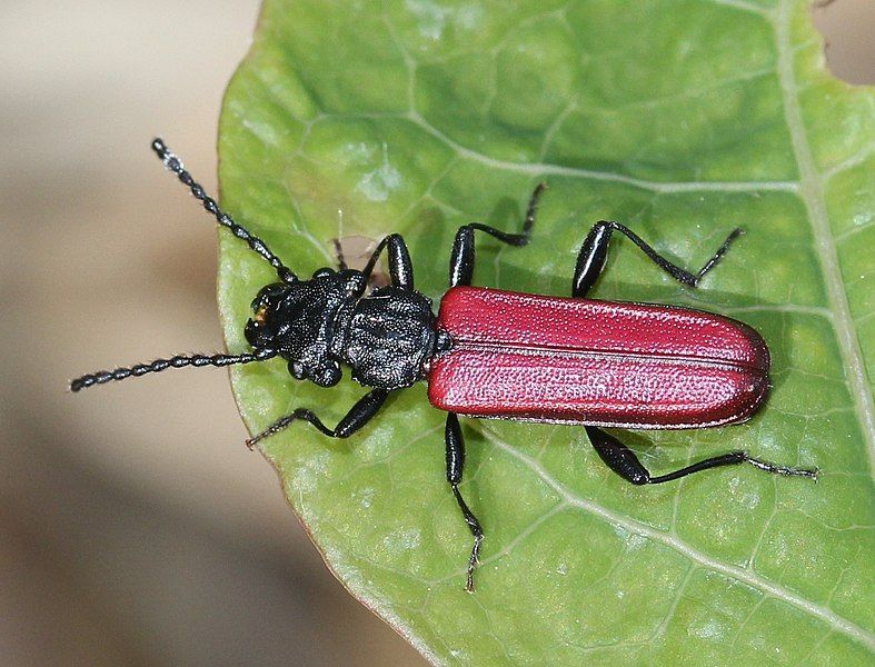 File:Cucujus coccinatus.JPG