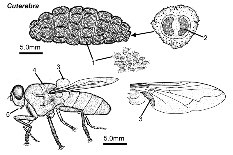 File:Cuterebra larva adult.png