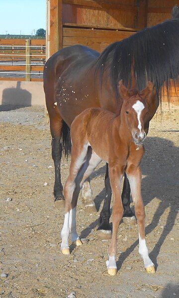 File:DayOldFoal.JPG