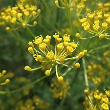 Closeup of a dill umbel