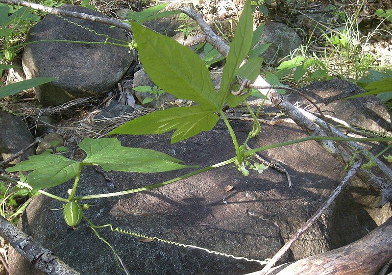 File:Diplocyclos palmatus fruit.jpg