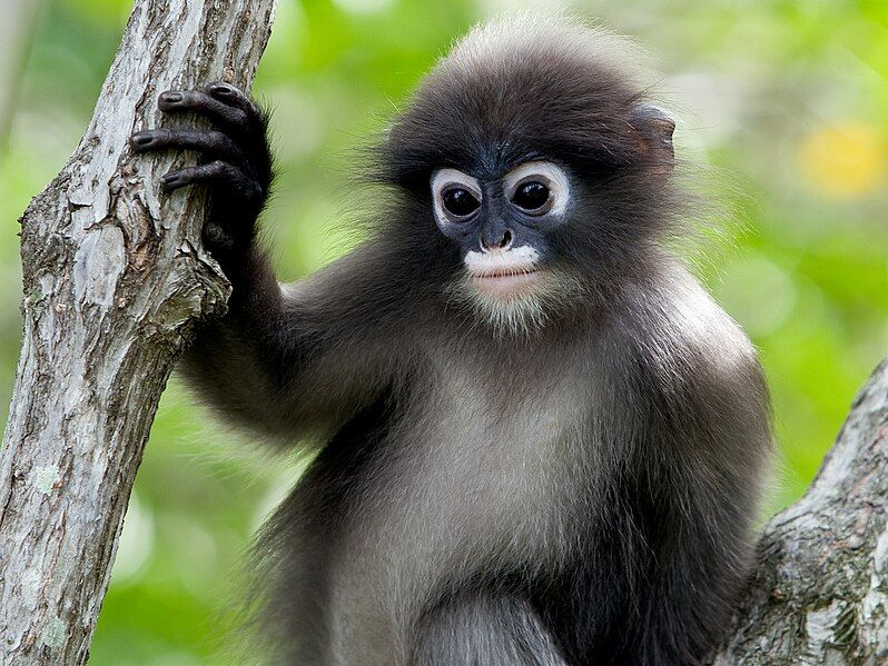 File:Duskyleafmonkey1.jpg