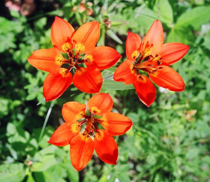 File:DwWesternwoodlily2.jpg