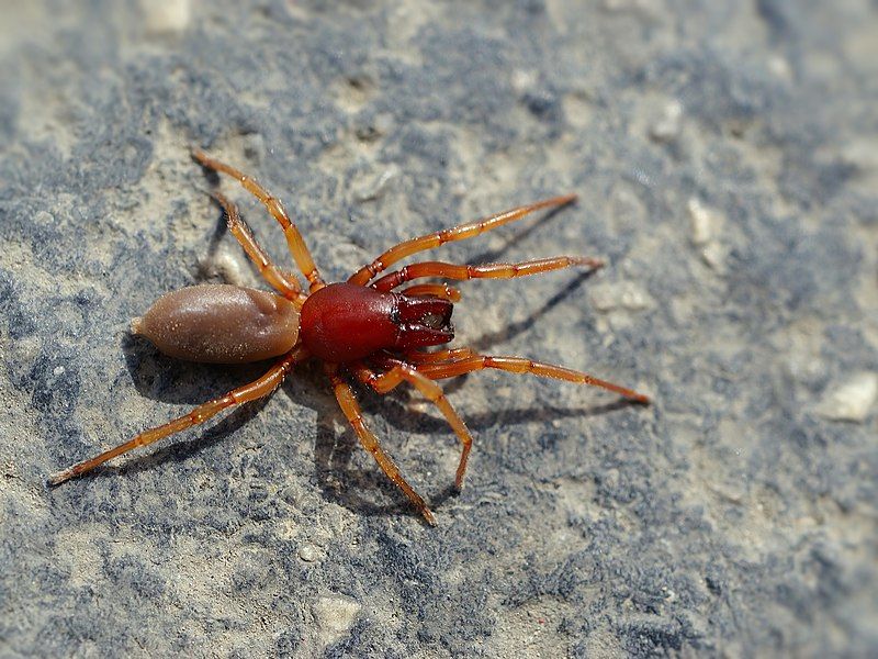 File:Dysdera crocata (male).jpg