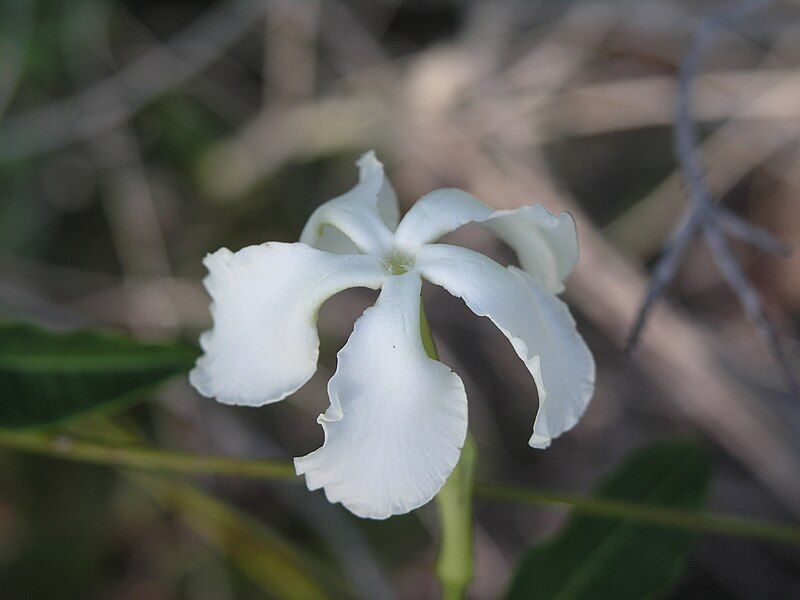 File:Echites umbellatus (9099857847).jpg