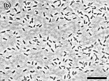 Microscopic image of Edaphobacter aggregans