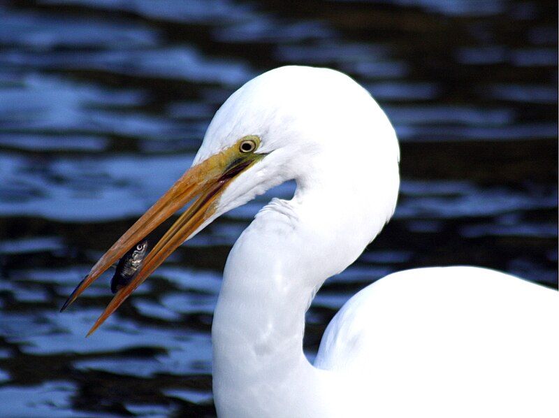 File:Egret and fish.jpg