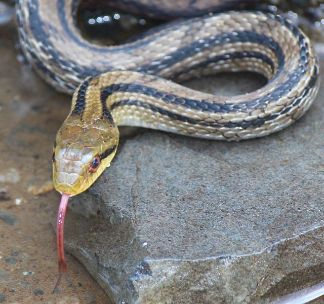 File:Elaphe quadrivirgata head.JPG