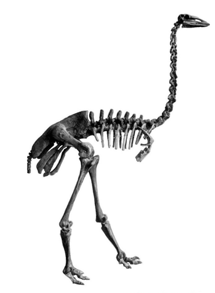 File:Elephant bird skeleton.png