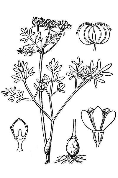 File:Erigenia bulbosa BB.jpg