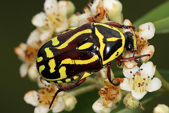 Fiddler Beetle Eupoecila australasiae, on a Cotoneaster sp. shrub.